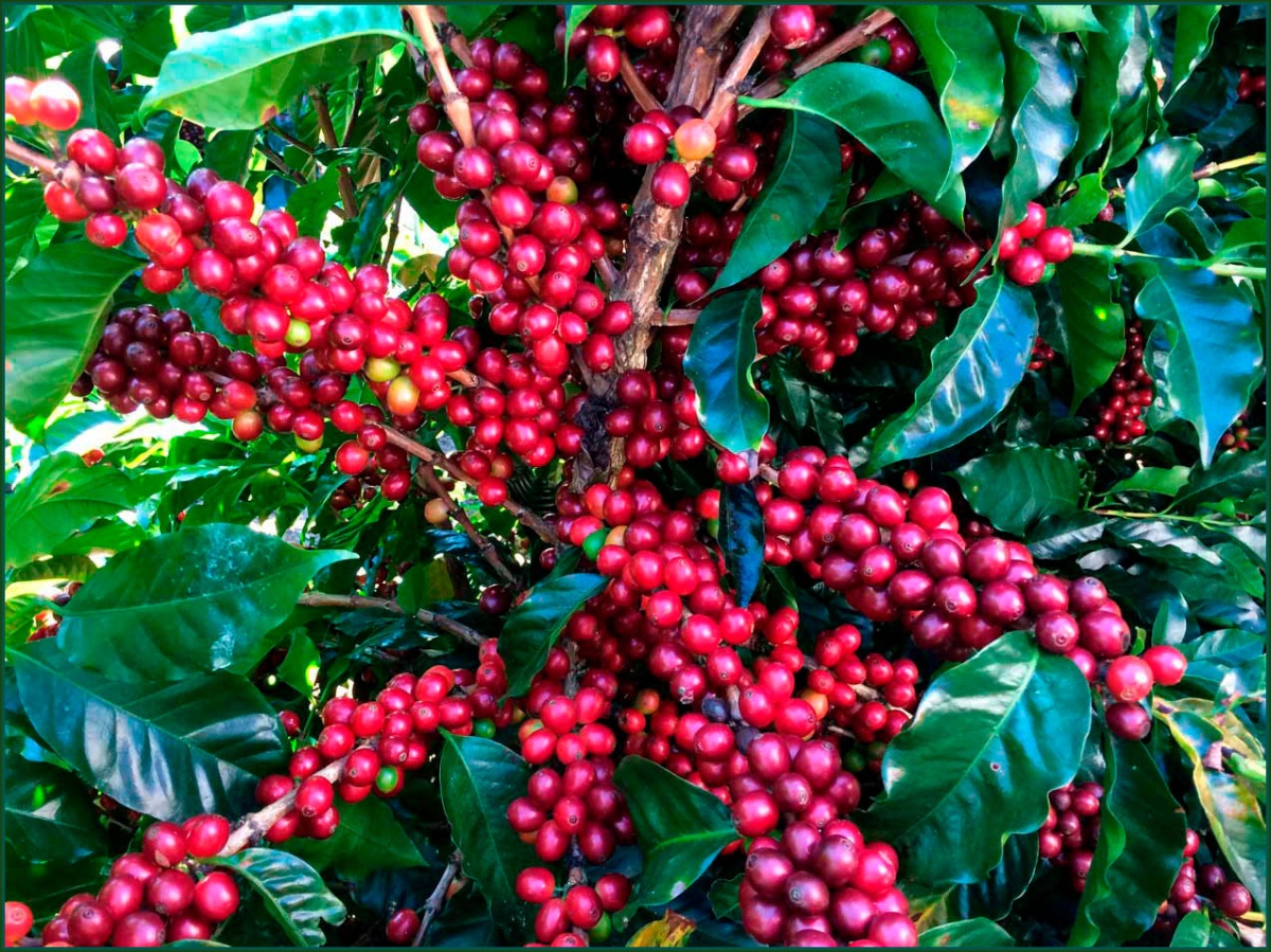 Кофе: основные сорта и география произрастания