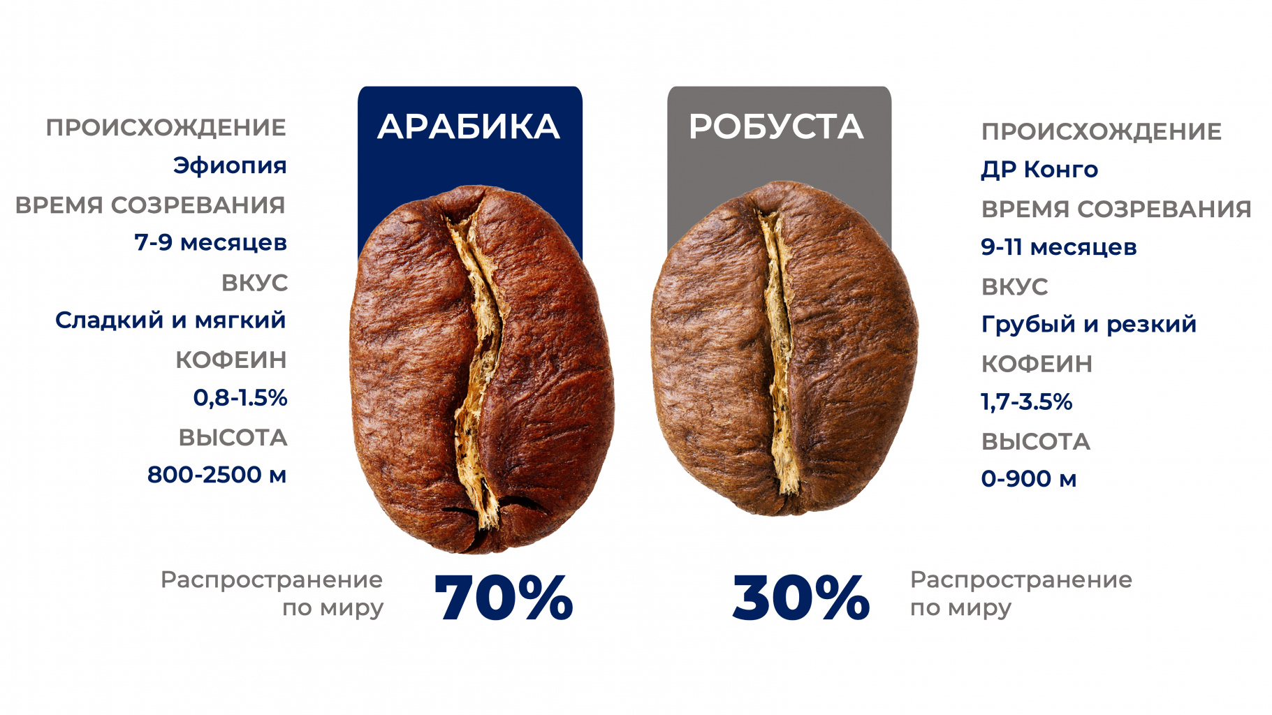 Арабика робуста.jpg