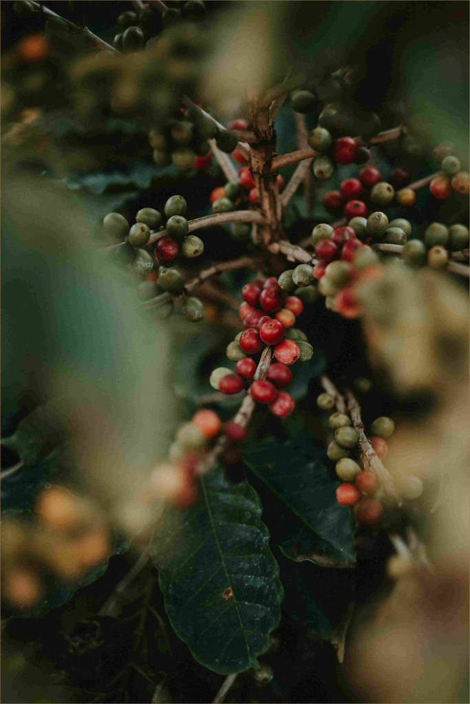 6_coffee_beans_on_tree.jpg
