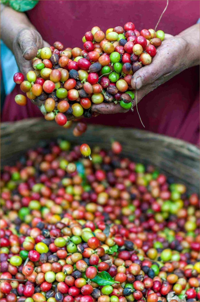 7_coffee_berries.jpg